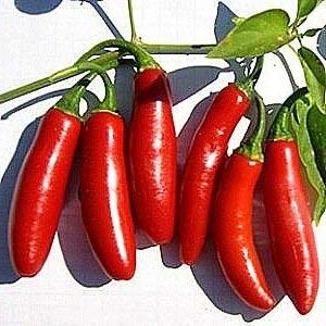 VISA STORE 50 Semillas de Serrano Chile - Heirloom pimienta