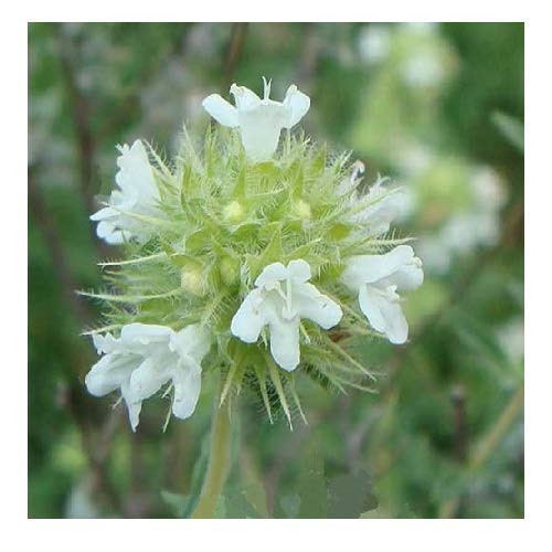 Mastic Thyme/Spanish Thyme/Thymus mastichina/Hardy Evergreen Culinary Herb / 100 Seeds