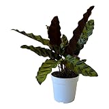 Rattlesnake Calathea Live Plant, House Plant, Ideal for Home Decor and Room Decor - Rattlesnake for Indoor Plants, Calathea Lancifolia Prayer Plant by Hopewind Plants Shop