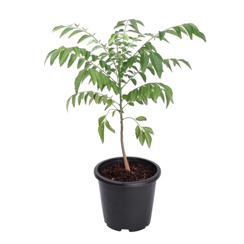 Image of Kalfo Curry Leaves Live Plant Curry Tree Curry Patta Plant Meetha Neem Curry Patta Outdoor Plant for Home and Garden with Black Pot