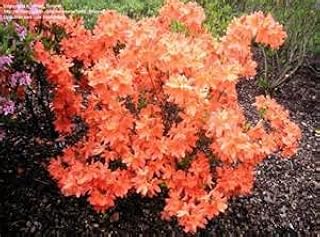 20pcs/bag Japanese azalea seeds,rhododendron azalea,flower seeds tree seeds cover flower 15 colours bonsai DIY plant home garden 13