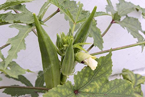 20 Samen von "Okra" Lady Finger, Bhindi, Gumbo, Bisamstrauch Esculentus Gemüsesamen GREEN-OKRA - Image 3