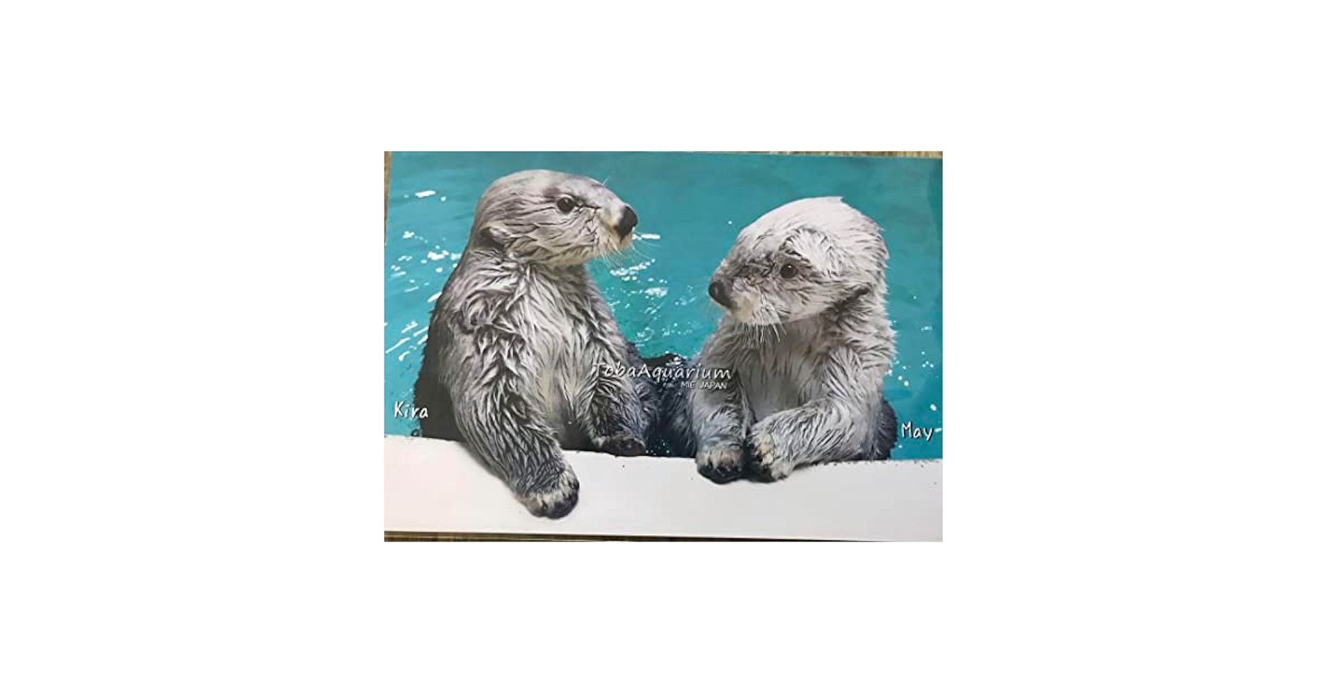 ラッコメモリアルBOOK with 鳥羽水のラッコたち　フォトブック　キラメイ Amazon.co.jp: 鳥羽水族館 らっこ ラッコ 写真集 ラッコのメイと
