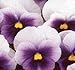 Viola Penny Beaconsfield 1,000 Seeds