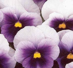 Viola Penny Beaconsfield 250 Seeds