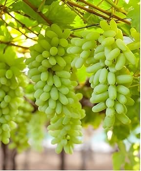 Image of G- All-Time 12 Months Hybrid (GRAFTED) Live Fruit Plant Original & Authentic Organic Tree for Outdoor Fast-Growing Fruit Plant Home Gardens Sweet Healthy Plant Pack Of-1 (Green Grapes Plant, Medium)