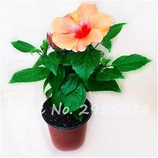 stanze Ornamental-Seeds Mini Bonsai semi di ibisco, Rare semi di Fiori in Vaso Fiori Serra da giardino pianta perenne, 100 pz: Only Seeds