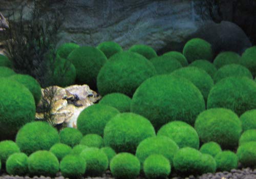 Amazon | （水草）アートまりもSサイズ1cm 100個 | AQUA sub