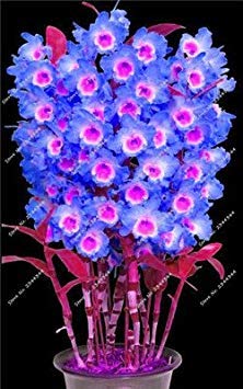 Spedizione gratuita! Dendrobi nano Fiore Raro Semi di orchidea Piante ornamentali li Albero in miniatura Crescita naturale, 10 pz. 5