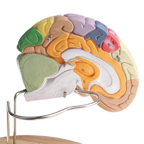 2X Magnification Human Brain Model with Colored Brain Functional Area - Perfect School Study Display - Great Anatomy Education Tool - Image 2