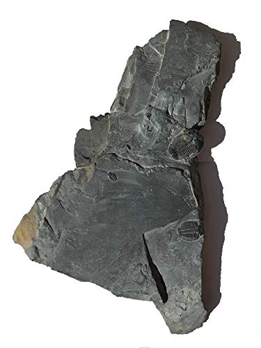 Genuine Elrathia Kinghi Trilobite Fossil 15" x 8.5"