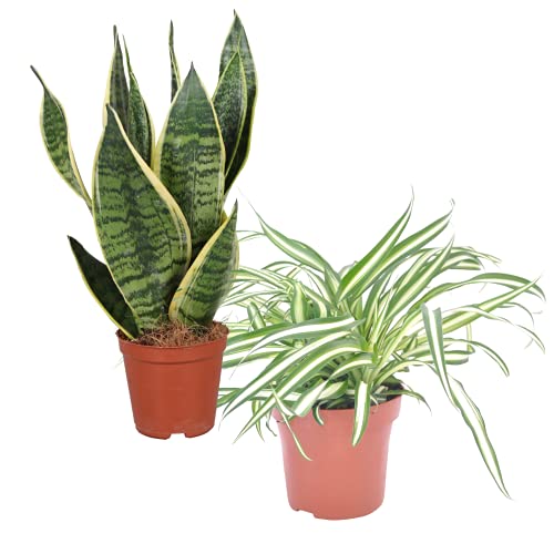 DECOALIVE Cinta o Planta Araña y Sansevieria o Planta Serpiente Pack de Plantas de Interior