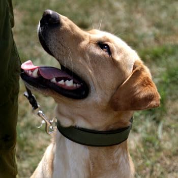 Keeper Collar Hidden Prong with Leather Strap (16, Green)