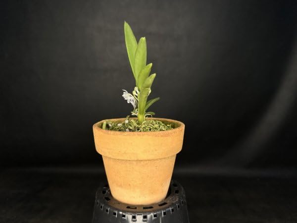 期間限定出品‼️［洋蘭原種］Cleisocentron gokusingii Cleisocentron gokusingii — Ecuagenera Orquídeas del Ecuador