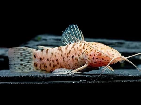 Albino Hoplo Catfish (1.5–2.0