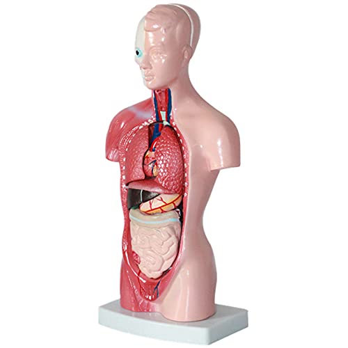 Modelo de montagem anatômica 4D de órgãos humanos para escola de ensino, mostra estrutura muscular,