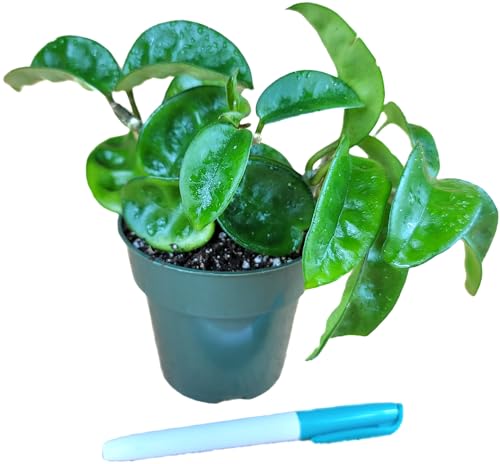 Hoya Krinkle 8 Live Hoya Plant Pink Flowers with Chocolate Smells Available in 2', 4', and 6' Pot (4' Pot)