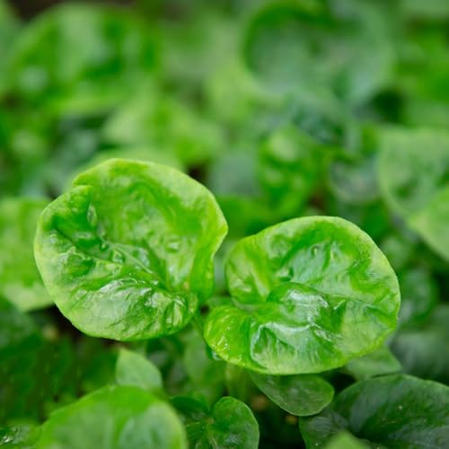 semillas de berros organicas resistentes de perennes, frescas berro de silvestres, Balcón 60pcs