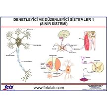 Edulab DENETLEY C  VE D ZENLEY C  S STEM LEVHASI S N R S STEM