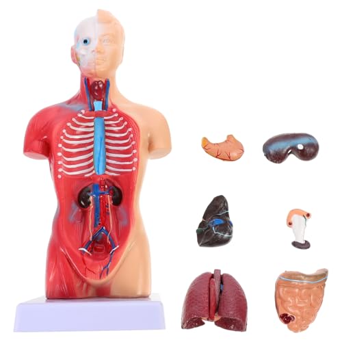 iplusmile Modelo anatómico humano Cuerpo Humano Modelo Torso Anatomía Muñeca 15 Partes Extraíbles 3D Modelo de Órgano Humano Esqueleto Visceral Cerebro Educación Enseñanza Uso