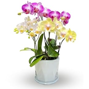 珍しい花の苗5本セット 楽天市場】ペンタス ホワイト 3～3.5号ポット苗 寄せ植え 花壇