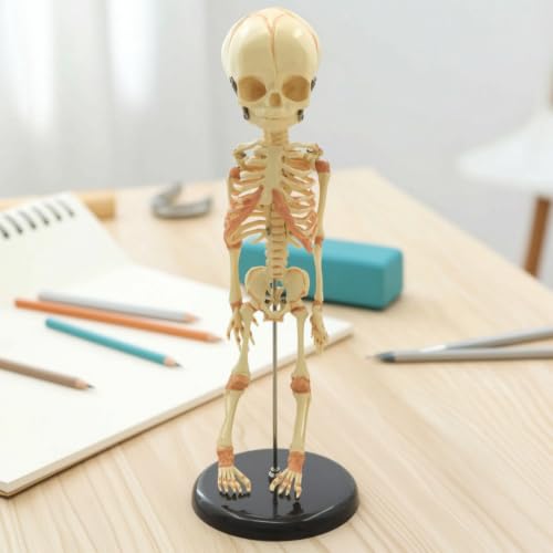 Esqueleto de bebé portátil con estructura articulada de predolo 3