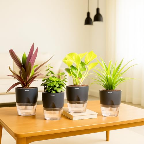 Spring into Gardening: Tips for Starting a Successful Garden 11 Kyari Vastu Plants Combo of 4 for Home Decor with Black Self Wate...