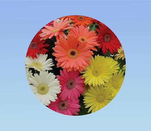 20 graines de gerbera mixtes - jamessonii. plante vivace