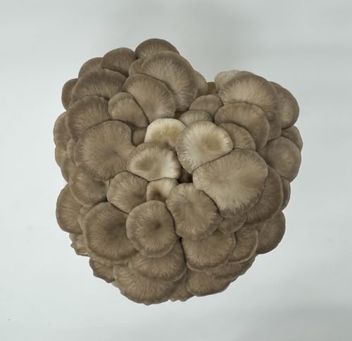 Forest Origins Brown Oyster Mushroom Grow Kit, Beginner Friendly & Easy to Use, Grows in 10 Days | Handmade in California, USA | Top Gardening Gift, Holiday Gift & Unique Gift