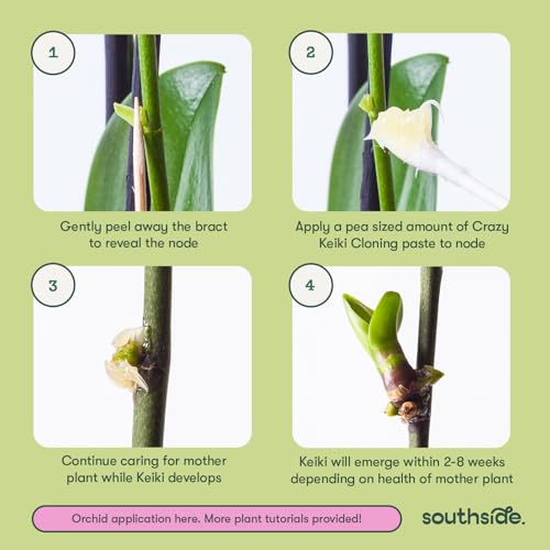 Orchid Cloning Paste ‚€ Grow Your own Baby Phalaenopsis Orchid Keiki in Weeks- Special Cytokinin and B1 Vitamins Awakens Burgeons so You can Expand Your Plant Collection - Also Works on Houseplants