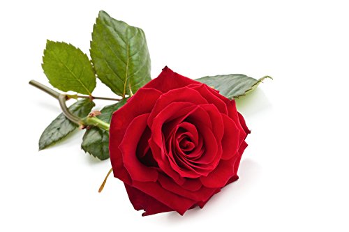 Rose - Thai - Huile Aromatique - 100 ml - huile de massage en Thaïlande - rosenöl Cover