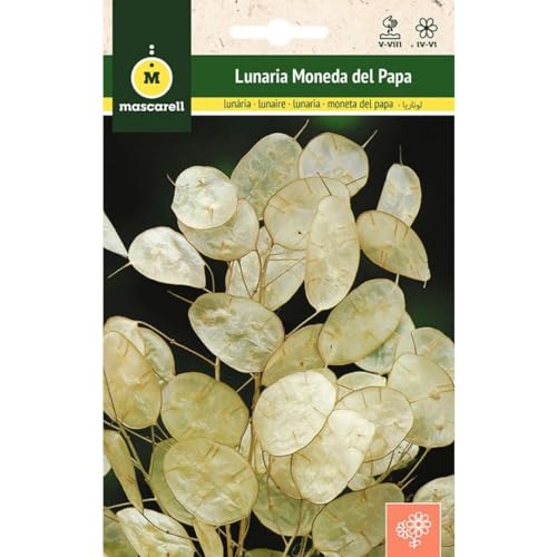 Mascarell Semillas, LUNARIA O MONEDA DEL PAPA, Semillas Flores Exterior para Decoración, 2 Gramos