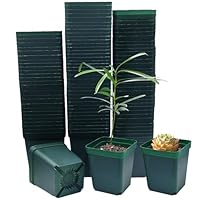 ルドウィジア インクリナータ 3.5号ビニールポット 61jrwcdIZgL._AC_UL210_SR210,