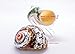 Hermit Crab Shells | Turbo Shells | 1 African Sarmaticus and 1 Green Banded Turbo Shell 2