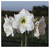 When is the Best Time to Plant Bulbs in Florida: Expert Tips Revealed 6 41CsgcnOGbL. SL160