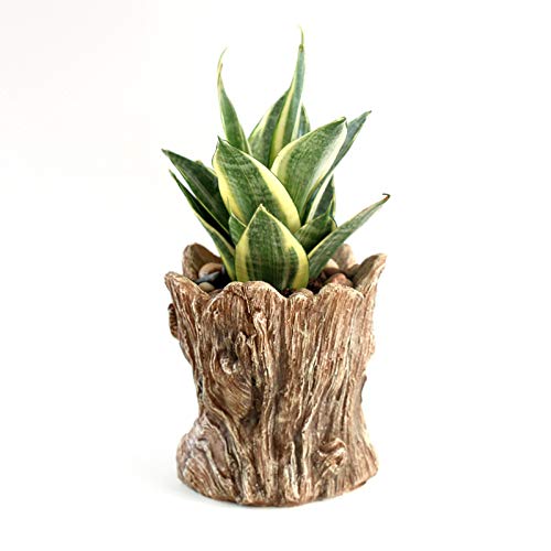 Macetas De Plástico Negro De 8 Pulgadas Para Interiores Con Agujeros De Drenaje Y Platillos Macetas Modernas Para Plantas De Interior Suculentas