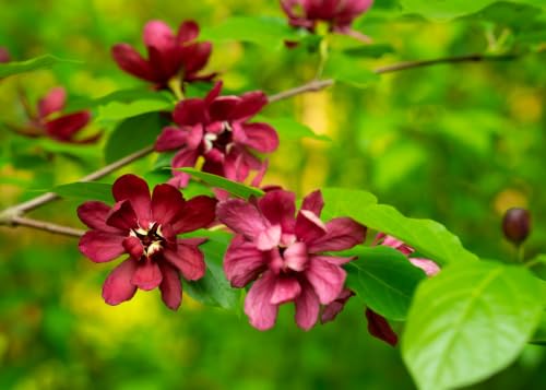 Sweetshrub Carolina Allspice Calycanthus Floridus, 10 Seeds