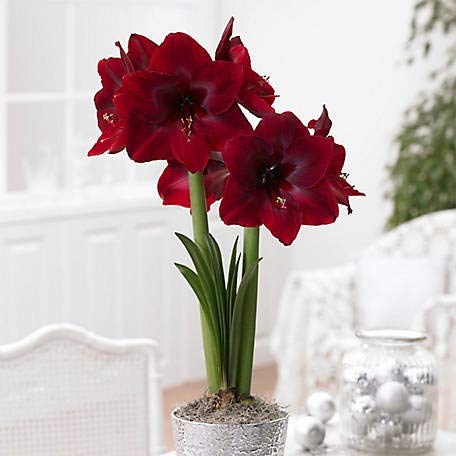 Floriculture Greens Imp. Amaryllis Lily Flower Hybrid Bulbs For Home Gardening Planting (Red Pearl, Pack Of 2 Bulbs)