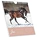 Traumpferde 2026 Postcard Calendar 16 x 17 cm Horses for Standing or Hanging Monthly Calendar Gadget Souvenir Alpha Edition
