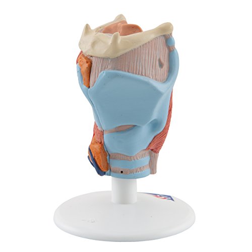 Image of 3B Scientific G22 Larynx 2-Part - 3B Smart Anatomy