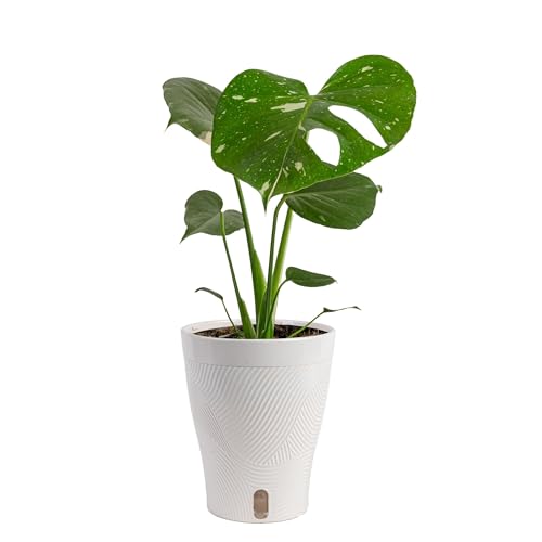 Costa Farms Thai Constellation, Variegated Monstera Live Plant in Self Watering Pot,...