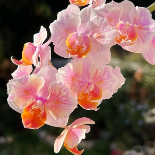 phalaenopsis orchideen - outdoor winterharte stauden für pralle sonne...