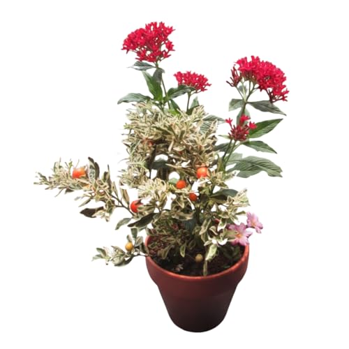 寄せ植え 江戸の四季 [ 3ヶ月に1回お届け (全4回お届け) ] 植物 季節 旬 ガーデニング インテリア 定期便