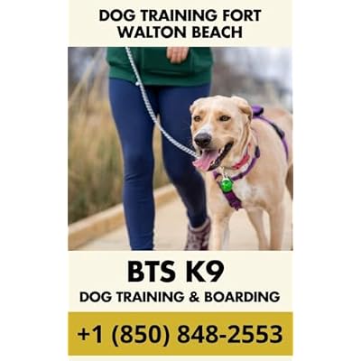 Dog Training Fort Walton Beach - How BTS K9 Training and Boarding Became Fort Walton Beach's Most Trusted Dog Trainers