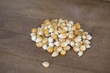 Amish Country Popcorn | 6 lb Bag | Extra Large Caramel Type Popcorn Kernels | Old Fashioned, Non-GMO and Gluten Free (Extra Large Caramel - 6 lb Bag)
