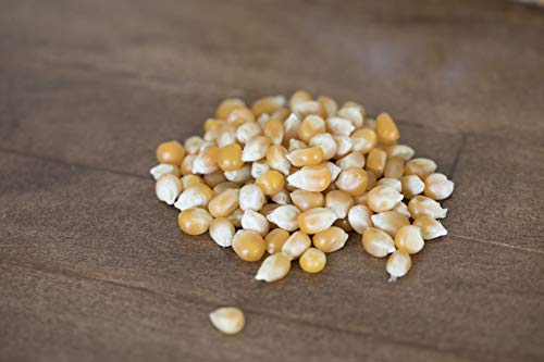 Amish Country Popcorn | 6 lb Bag | Extra Large Caramel Type Popcorn Kernels | Old Fashioned, Non-GMO and Gluten Free (Extra Large Caramel - 6 lb Bag)