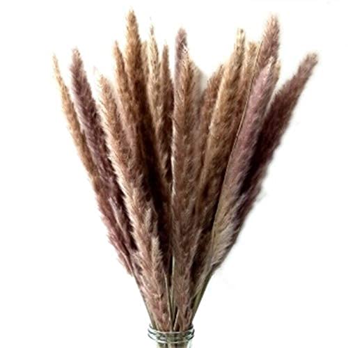 Generic 60Pcs N Dried Pampas Grass,Phragmites Communis,Reed Plant,Wedding Fl M2R5 (B09H684LWS) Amazon Price History, Amazon Price Tracker
