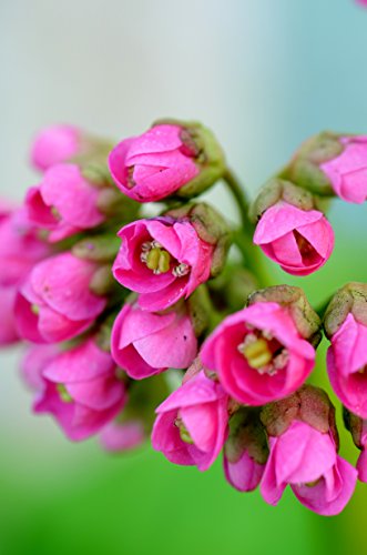 Bergenia 'Bressingham Ruby'