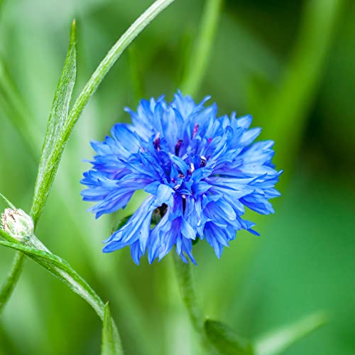 Bachelor Button Flower Seed - 4 Oz Bulk ~22,400 Seeds - Annual Flower Gardening Seeds - Open Pollinated