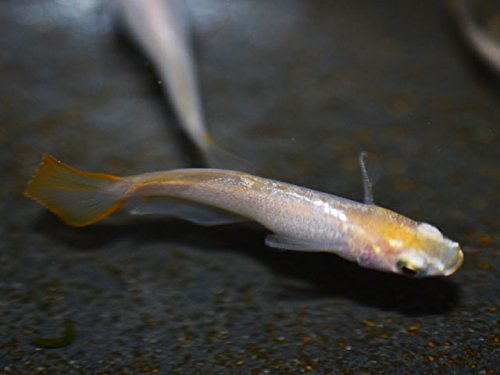 【めだか物語】天女めだか 10匹セット [生体]